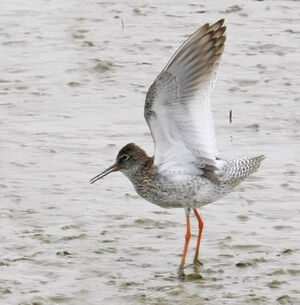 Common Redshank 
&copy; Michel Carr�
