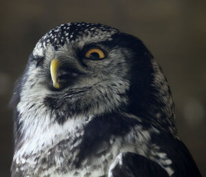 Northern Hawk-Owl 
&copy; Michel Carr�