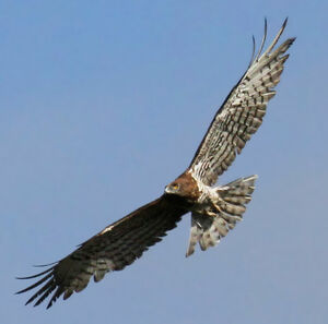 Short-toed Snake Eagle 
&copy; Michel Carr�