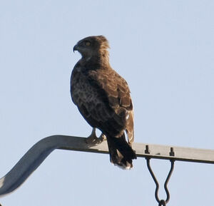 Short-toed Snake Eagle 
&copy; Michel Carr�