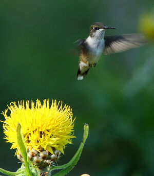 Colibri � gorge rubis