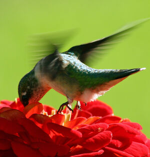 Colibri � gorge rubis
