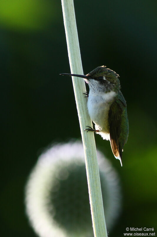Ruby-throated Hummingbird female adult