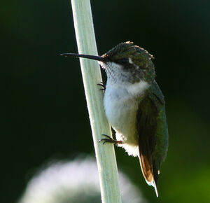 Colibri � gorge rubis
