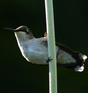 Colibri � gorge rubis