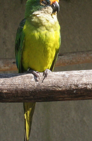 Conure couronn�e