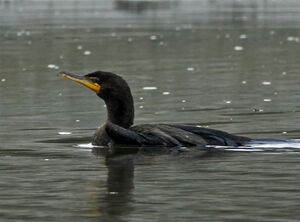 Cormoran � aigrettes 
&copy; Michel Carr�
