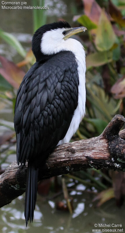 Cormoran pieadulte, identification