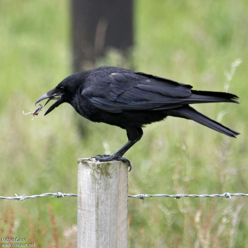 Carrion Crow, feeding habits