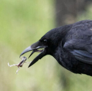 Corneille noire
