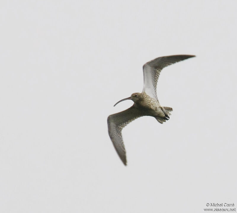 Eurasian Curlew, Flight