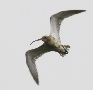 Eurasian Curlew 
&copy; Michel Carr�