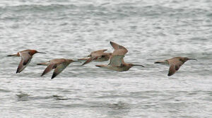 Whimbrel 
&copy; Michel Carr�