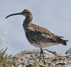 Whimbrel 
&copy; Michel Carr�