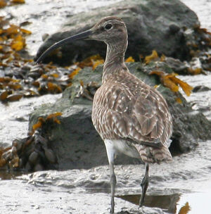 Whimbrel 
&copy; Michel Carr�