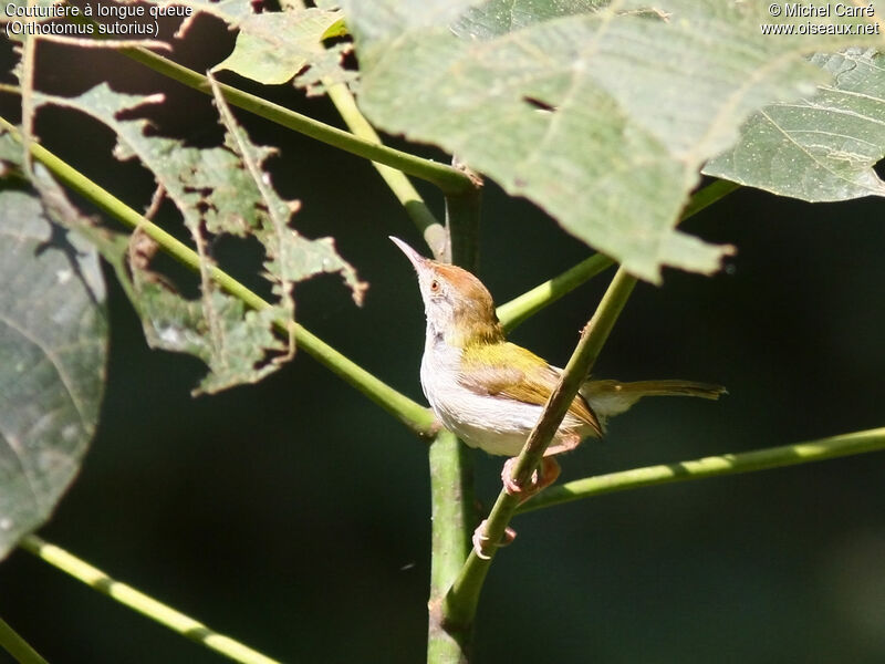 Common Tailorbird female adult