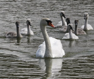 Mute Swan