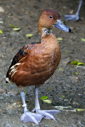 Dendrocygne fauve