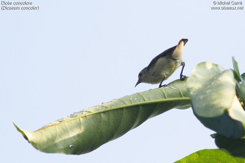 Nilgiri Flowerpecker