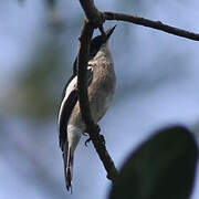 Bar-winged Flycatcher-shrike