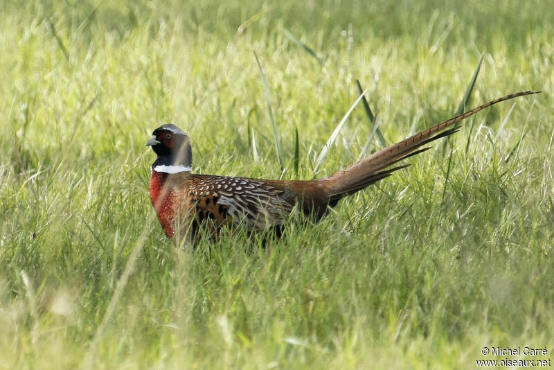 Common Pheasant male adult breeding