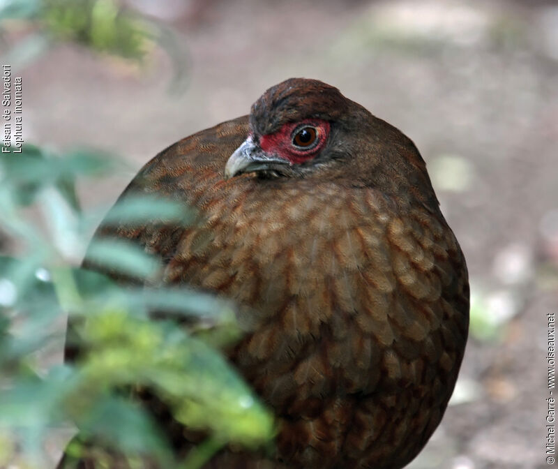 Salvadori's Pheasant female adult