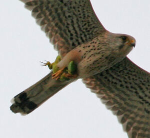 Faucon crécerelle