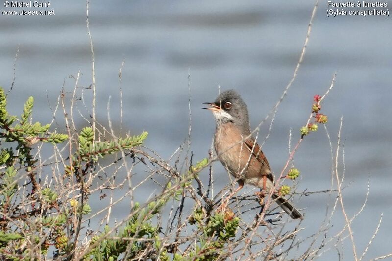 Spectacled Warbler male adult breeding, song
