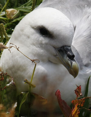 Fulmar bor�al 
&copy; Michel Carr�