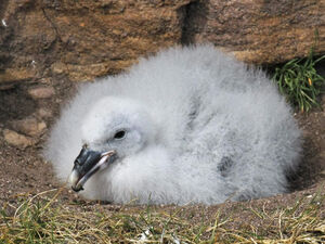 Fulmar bor�al 
&copy; Michel Carr�