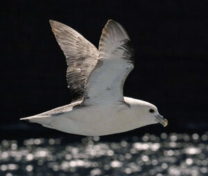 Fulmar bor�al 
&copy; Michel Carr�