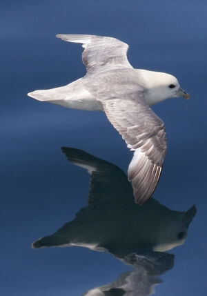 Fulmar bor�al 
&copy; Michel Carr�
