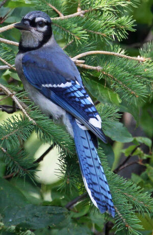 Blue Jay