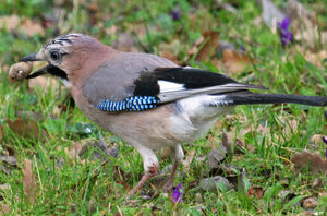 Eurasian Jay 
&copy; Michel Carr�
