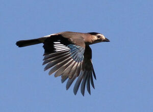 Eurasian Jay 
&copy; Michel Carr�