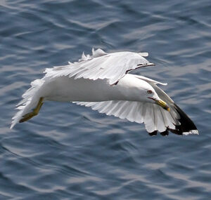 Go�land � bec cercl� 
&copy; Michel Carr�