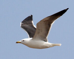 Lesser Black-backed Gull