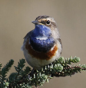 Gorgebleue � miroir