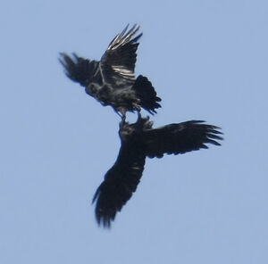 Northern Raven