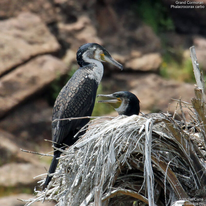 Great Cormorant adult breeding, Reproduction-nesting