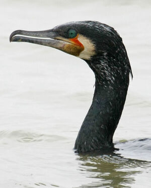 Great Cormorant 
&copy; Michel Carr�