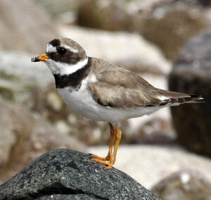 Common Ringed Plover 
&copy; Michel Carr�