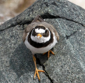Common Ringed Plover 
&copy; Michel Carr�