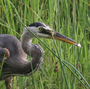 Great Blue Heron 
&copy; Michel Carr�