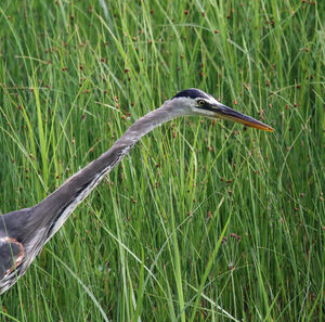 Great Blue Heron 
&copy; Michel Carr�