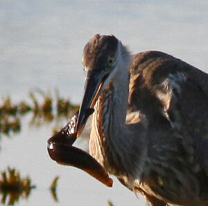 Great Blue Heron 
&copy; Michel Carr�