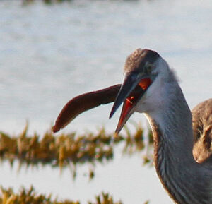 Great Blue Heron 
&copy; Michel Carr�