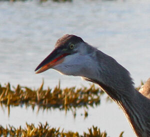 Great Blue Heron 
&copy; Michel Carr�
