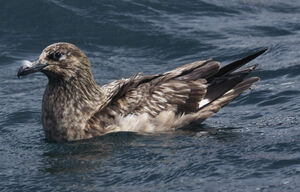 Great Skua 
&copy; Michel Carr�