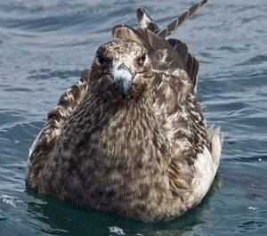 Great Skua 
&copy; Michel Carr�